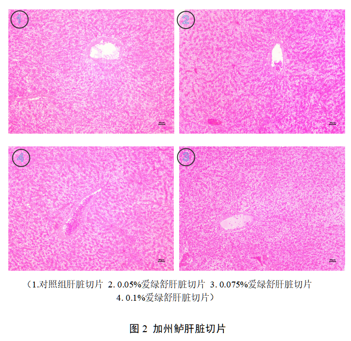 博猫游戏